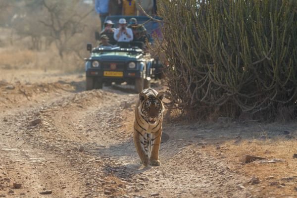 Ranthambore National Park
