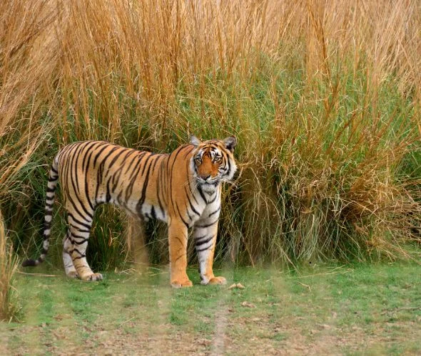ranthambore-2-nights-3-days-wildlife-tour-packages