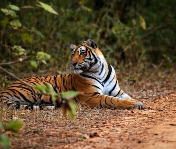 ranthambore-jungle-safari-